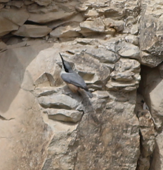 Eastern Rock Nuthatch
